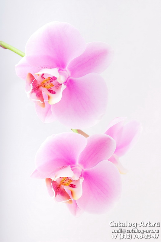 Pink orchids 13